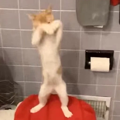 ❤️ Стикер «dies on Cats» для Telegram