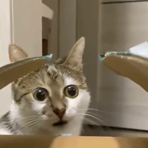 ❤ Стикер «dies on Cats» для Telegram