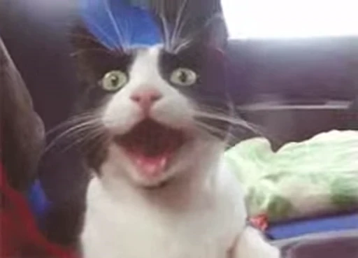 ❤️ Стикер «dies on Cats» для Telegram