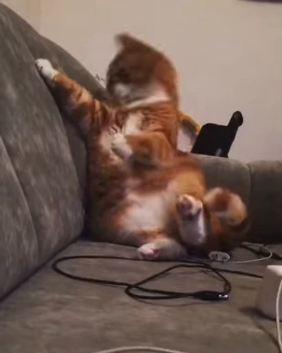 ❤️ Стикер «dies on Cats» для Telegram
