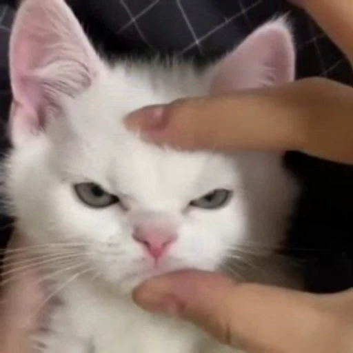 Стикерпак dies on Cats для Telegram