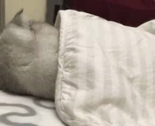 ❤️ Стикер «dies on Cats» для Telegram