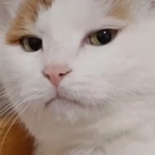 ❤️ Стикер «dies on Cats» для Telegram