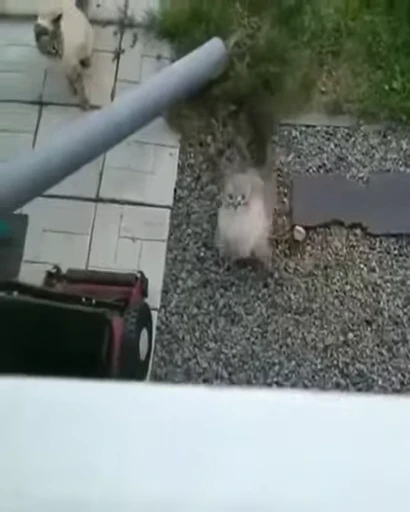 ❤️ Стикер «dies on Cats» для Telegram