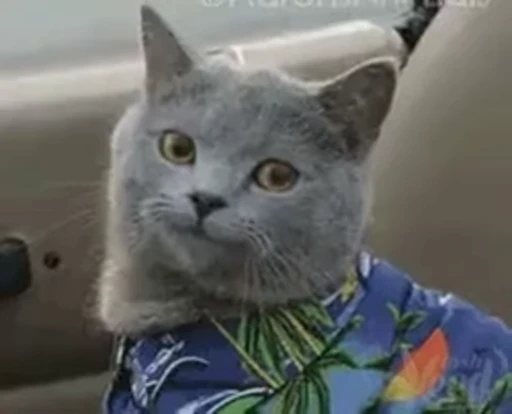 ❤️ Стикер «dies on Cats» для Telegram