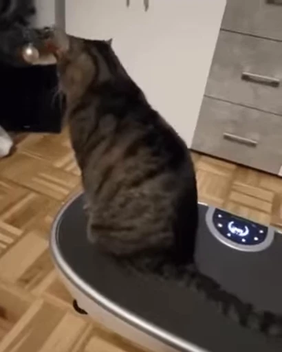 ❤️ Стикер «dies on Cats» для Telegram