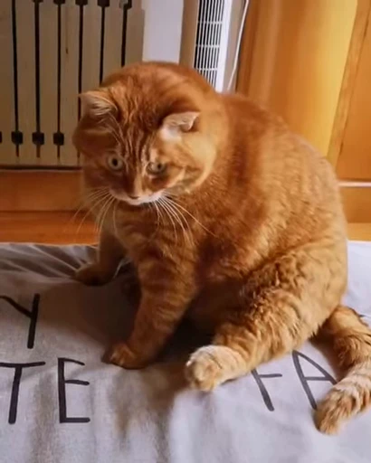 ❤️ Стикер «dies on Cats» для Telegram