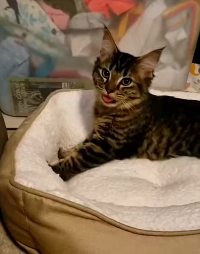 ❤️ Стикер «dies on Cats» для Telegram