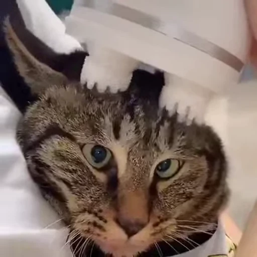 ❤️ Стикер «dies on Cats» для Telegram