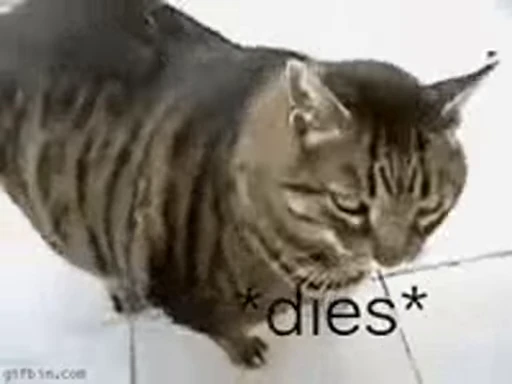❤️ Стикер «dies on Cats» для Telegram