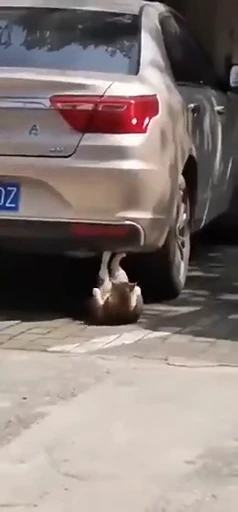 ❤️ Стикер «dies on Cats» для Telegram