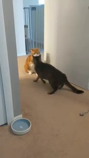 ❤️ Стикер «dies on Cats» для Telegram
