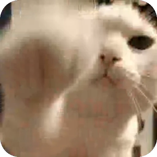 ❤ Стикер «dies on Cats» для Telegram