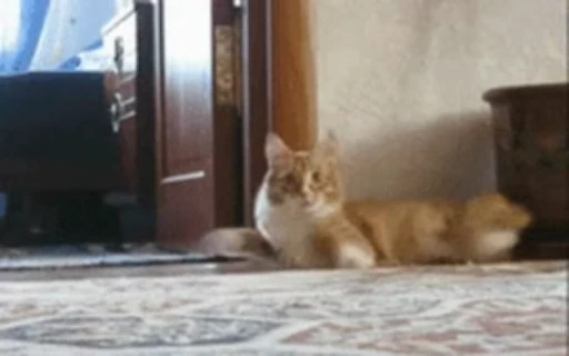 ❤️ Стикер «dies on Cats» для Telegram