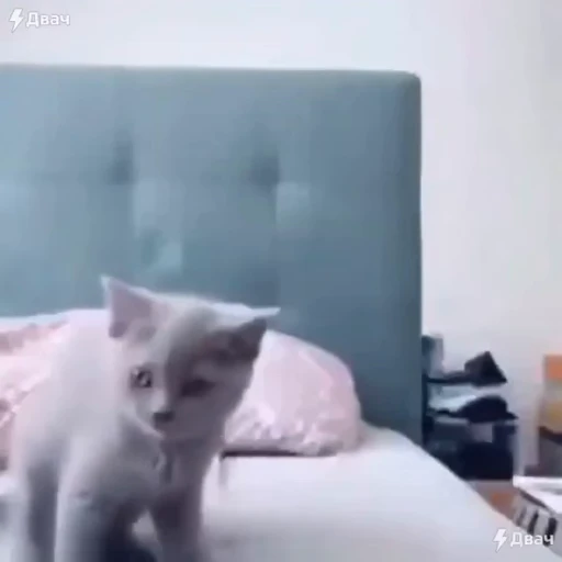 ❤️ Стикер «dies on Cats» для Telegram