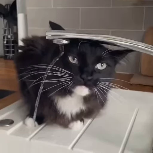 ❤️ Стикер «dies on Cats» для Telegram