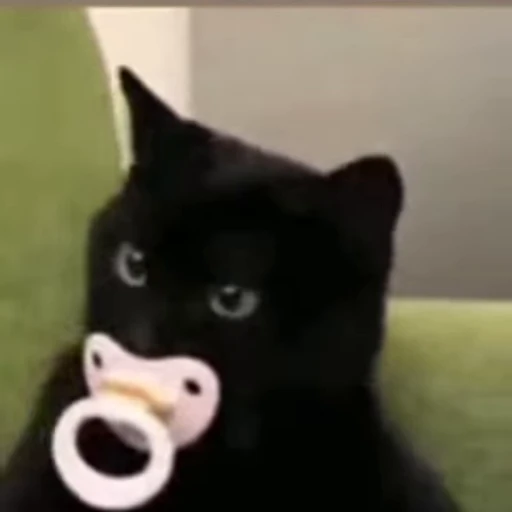 ❤️ Стикер «dies on Cats» для Telegram