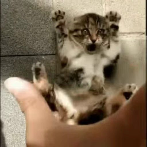 ❤️ Стикер «dies on Cats» для Telegram