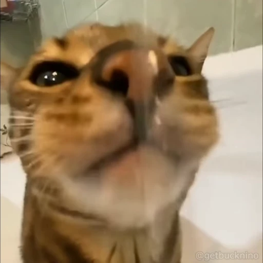 ❤️ Стикер «dies on Cats» для Telegram