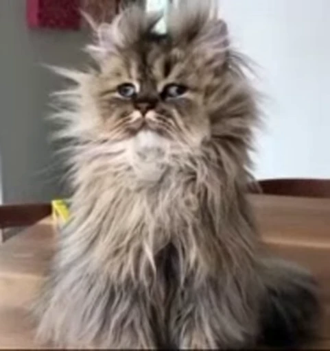 ❤️ Стикер «dies on Cats» для Telegram
