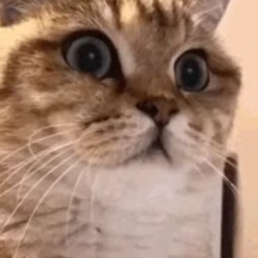 ❤️ Стикер «dies on Cats» для Telegram