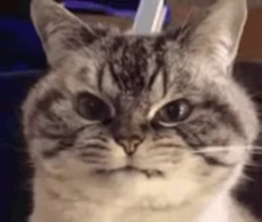 ❤️ Стикер «dies on Cats» для Telegram