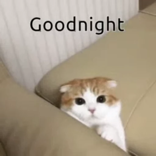 ❤️ Стикер «dies on Cats» для Telegram