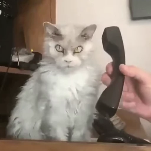 ❤️ Стикер «dies on Cats» для Telegram