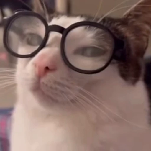 ❤️ Стикер «dies on Cats» для Telegram