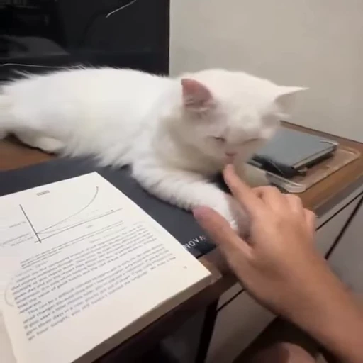 ❤️ Стикер «dies on Cats» для Telegram