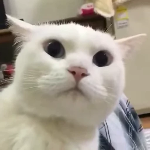 ❤️ Стикер «dies on Cats» для Telegram