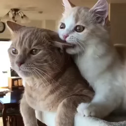 ❤️ Стикер «dies on Cats» для Telegram