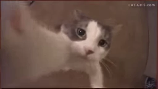❤️ Стикер «dies on Cats» для Telegram