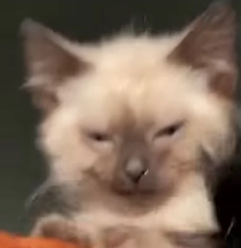 ❤️ Стикер «dies on Cats» для Telegram