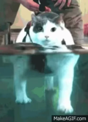 ❤️ Стикер «dies on Cats» для Telegram