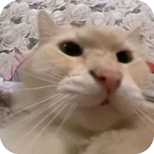 ❤ Стикер «dies on Cats» для Telegram