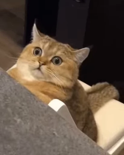 ❤️ Стикер «dies on Cats» для Telegram