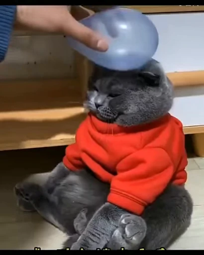 ❤️ Стикер «dies on Cats» для Telegram