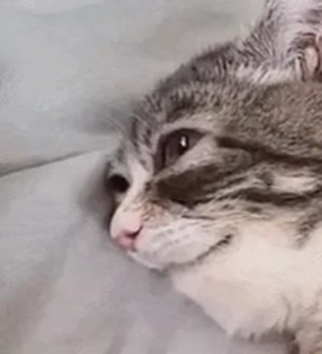 ❤️ Стикер «dies on Cats» для Telegram