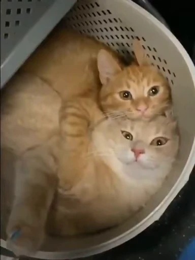 ❤️ Стикер «dies on Cats» для Telegram