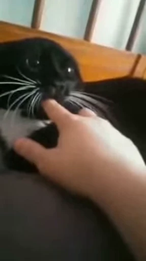 ❤️ Стикер «dies on Cats» для Telegram