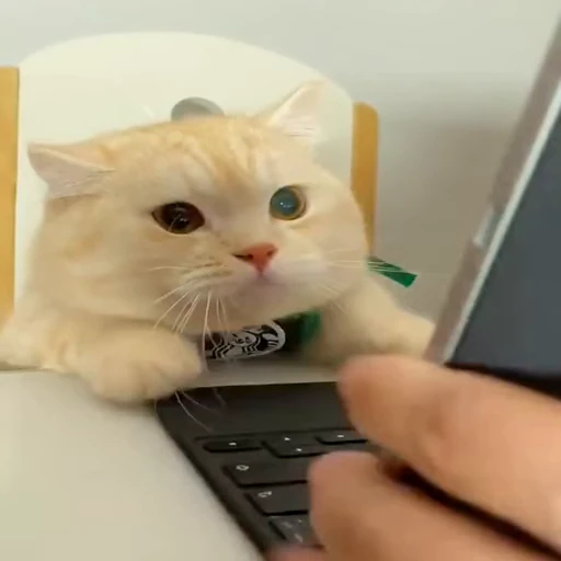 ❤️ Стикер «dies on Cats» для Telegram