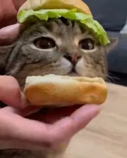 ❤️ Стикер «dies on Cats» для Telegram