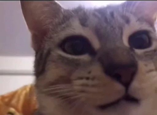 ❤️ Стикер «dies on Cats» для Telegram