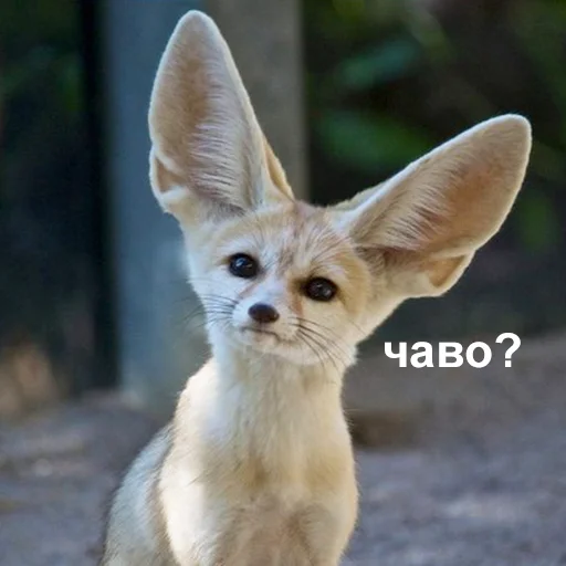 🤨 Стикер «Это конец» для Telegram