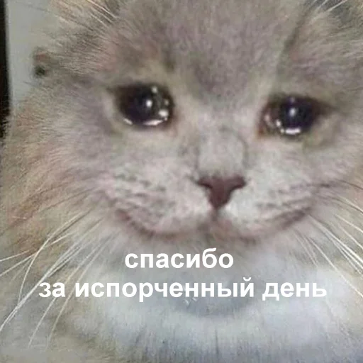 😢 Стикер «Это конец» для Telegram