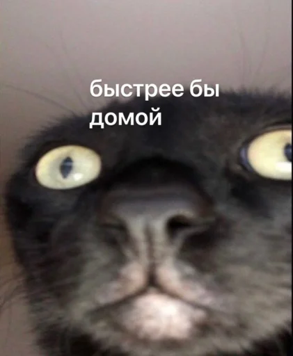 😐 Стикер «Это конец» для Telegram