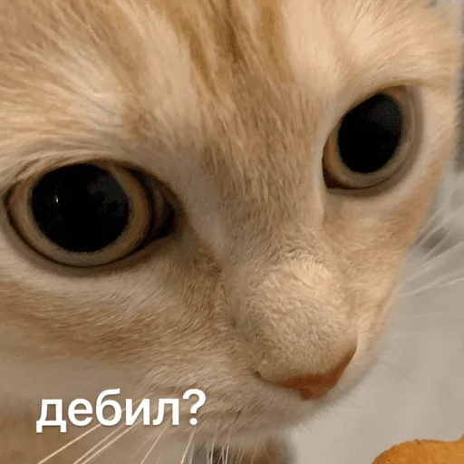 🙄 Стикер «Это конец» для Telegram