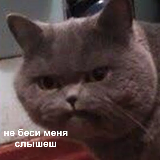 😡 Стикер «Это конец» для Telegram