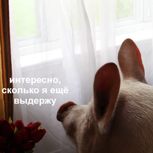 😑 Стикер «Это конец» для Telegram